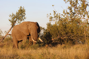 Afrikanischer Elefant / African elephant / Loxodonta africana