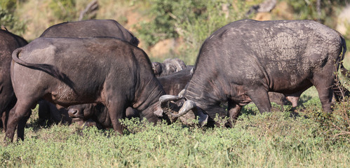 Afrikanischer Elefant / African elephant / Loxodonta africana