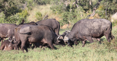 Obraz premium Kaffernbüffel / Buffalo / Syncerus caffer