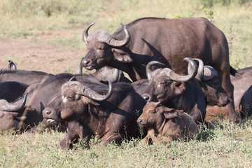 Obraz premium Kaffernbüffel / Buffalo / Syncerus caffer