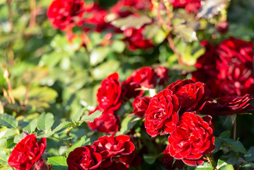 Red rose bush. Many buds under the glare of the sun.