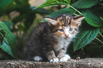 Naklejka na ściany i meble Little cute colorful kitten playing in the garden