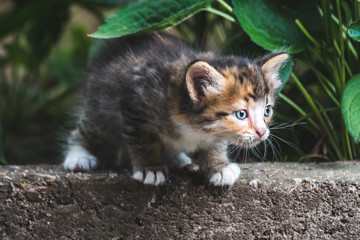 Naklejka na ściany i meble Little cute colorful kitten playing in the garden