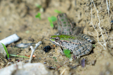 Selective focus of couple of frog, Kastamonu, Turkey