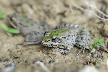 Selective focus of couple of frog, Kastamonu, Turkey