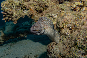Moray eel Mooray lycodontis undulatus in the Red Sea, eilat israel