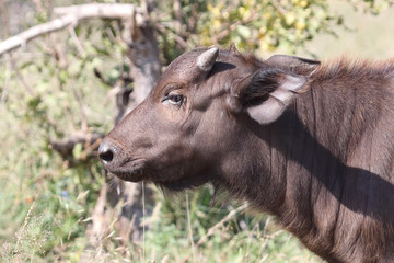 Kaffernbüffel / Buffalo / Syncerus caffer........