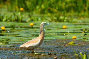 Yellow squacco heron in Danube Delta, Romania