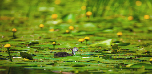 Little coot in Danube Delta, Romania