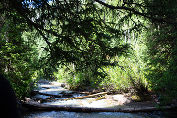 waterfall in forest big cottonwood canyon splash wet spring summer green 