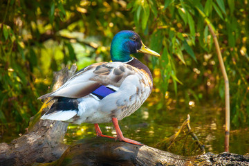 Anas platyrhynchos duck close up