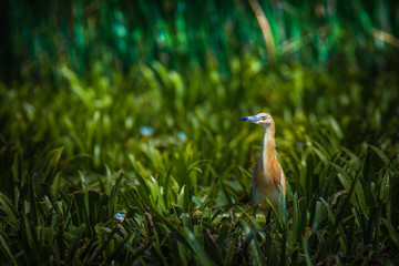 Yellow squacco heron in Danube Delta, Romania