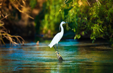 Egret, egretta garzetta in Danube Delta, Romania
