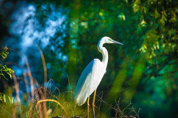 Great egret, Ardea alba in Danube Delta, Romania