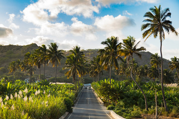 Fototapeta na wymiar Coconut, banana, and sugar canne plantation near Achada Fazenda in Santiago Island in Cape Verde - Cabo Verde