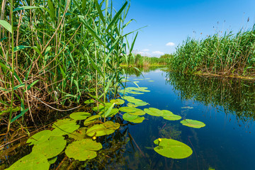 Beautiful water lilly and reed landscape in Danube Delta, Romania