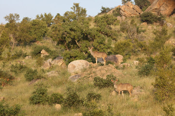 Großer Kudu / Greater Kudu / Tragelaphus strepsiceros.