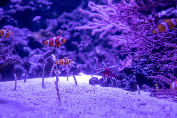 カクレクマノミ, チンアナゴ, ニシキアナゴ
