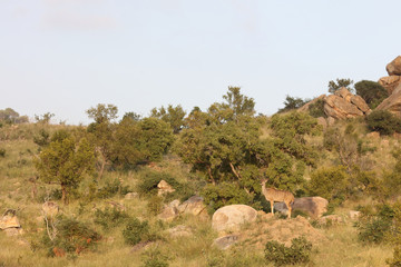 Großer Kudu / Greater Kudu / Tragelaphus strepsiceros.