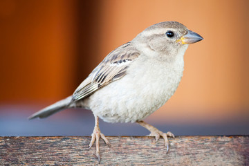 Sparrow bird (family Passeridae) sitting and singing on wooden board close up photo with orange background out of focus.