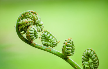 Young new fern coiled fiddleheads uncoil and expand into fronds that resemble a violin. Close up...