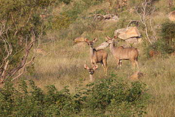Großer Kudu / Greater Kudu / Tragelaphus strepsiceros.