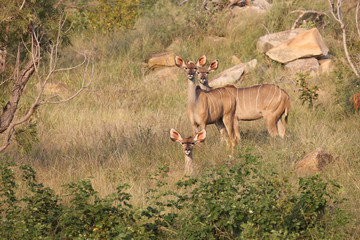 Großer Kudu / Greater Kudu / Tragelaphus strepsiceros.