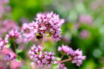 bumblebee sits on a flower and collects nectar