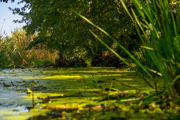 lake in the forest