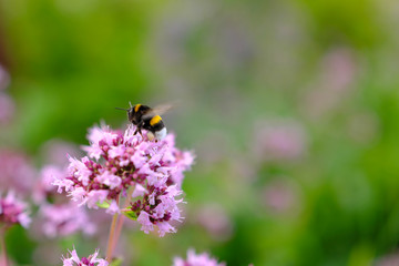 bumblebee sits on a flower and collects nectar