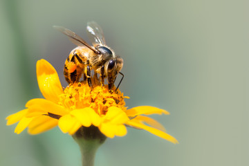 Honey bee pollinator close up macro photo. Bee is drinking nectar from yellow wild flower with proboscis extending into the flower head. Out of focus background.