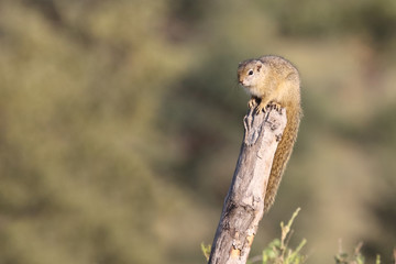 Ockerfußbuschhörnchen / Tree squirrel / Paraxerus Cepapi