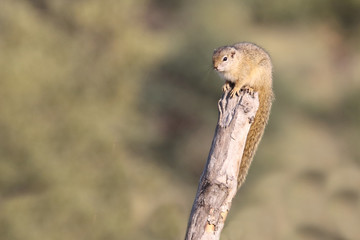Ockerfußbuschhörnchen / Tree squirrel / Paraxerus Cepapi © Ludwig