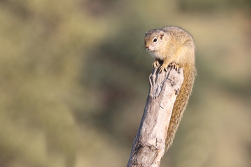 Ockerfußbuschhörnchen / Tree squirrel / Paraxerus Cepapi © Ludwig