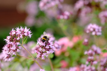 bumblebee sits on a flower and collects nectar