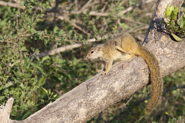 Ockerfußbuschhörnchen / Tree squirrel / Paraxerus Cepapi