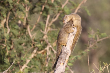 Ockerfußbuschhörnchen / Tree squirrel / Paraxerus Cepapi