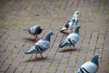 A group of rock doves or rock pigeons or common pigeons - members of the bird family Columbidae