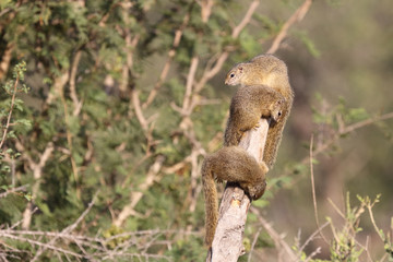 Ockerfußbuschhörnchen / Tree squirrel / Paraxerus Cepapi © Ludwig