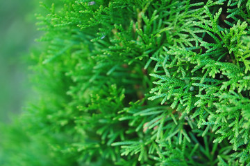 thuja tree close-up blurred background	