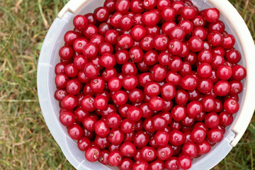 Harvesting cherries, sweet cherry. Many ripe juicy berries in baskets, summer background.