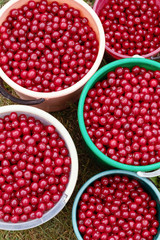 Harvesting cherries, sweet cherry. Many ripe juicy berries in baskets, summer background.