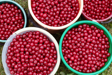 Harvesting cherries, sweet cherry. Many ripe juicy berries in baskets, summer background.