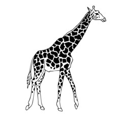 Vector hand drawn doodle sketch giraffe isolated on white background