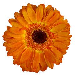 An orange Gerbera daisy on a white background