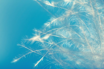 Fototapeta na wymiar feather closeup