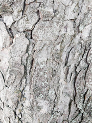 tree bark, wooden texture