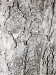 tree bark, wooden texture