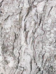 tree bark, wooden texture