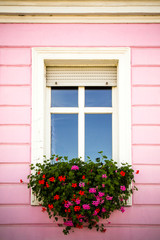 Vintage traditional glass window decorated with white wood frame and with hanging pink and red petunias in the pink facade of a countryside house.